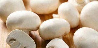 പ്രമേഹം ചെറുക്കും മാന്ത്രിക കൂണ്