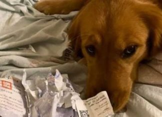 പാസ് പോർട്ട് കടിച്ചു കീറിയ വളർത്തു നായയ്ക്ക് നന്ദി പറഞ്ഞ് യുവതി; കാരണം ഇതാണ്!