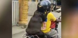 മോട്ടോർ സൈക്കിളിൽ ഹെൽമെറ്റ് വെച്ച് പിൻയാത്രക്കാരനായി നായ; കയ്യടിച്ച് സോഷ്യൽ മീഡിയ