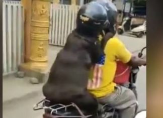 മോട്ടോർ സൈക്കിളിൽ ഹെൽമെറ്റ് വെച്ച് പിൻയാത്രക്കാരനായി നായ; കയ്യടിച്ച് സോഷ്യൽ മീഡിയ
