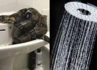 വീടിന്റെ കുളിമുറി ഭേദിച്ച് ഉള്ളിൽ കയറിയ ‘ഭീകരനെ’ കുടുക്കാൻ പോലീസിന്റെ സഹായം തേടി യുവതി.