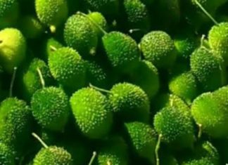 എരുമപ്പാവലിൽ മാറ്റാൻ പറ്റാത്ത പ്രമേഹമില്ല