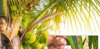 തെങ്ങിന് തൈകള്ക്കും ക്യൂ.ആര് കോഡ്