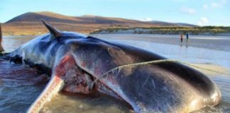 പ്ലാസ്റ്റിക് തിന്ന് തിമിംഗലങ്ങള്ക്കു ജീവഹാനി; ആശങ്ക പടരുന്നു