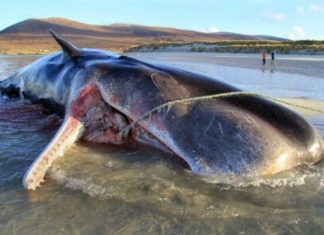 เดชเตเดฒเดพเดธเตเดฑเตเดฑเดฟเดเต เดคเดฟเดจเตเดจเต เดคเดฟเดฎเดฟเดเดเดฒเดเตเดเดณเตโเดเตเดเต เดเตเดตเดนเดพเดจเดฟ; เดเดถเดเตเด เดชเดเดฐเตเดจเตเดจเต