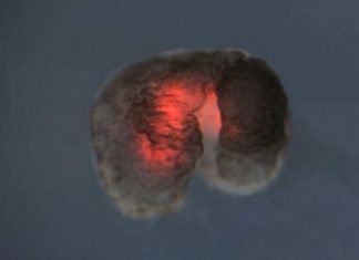 ഇത് സെനോബോട്ട്, ലോകത്തിലെ ആദ്യത്തെ ജീവനുള്ള റോബോട്ട് യാഥാര്ത്ഥ്യമായി