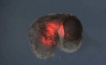 ഇത് സെനോബോട്ട്, ലോകത്തിലെ ആദ്യത്തെ ജീവനുള്ള റോബോട്ട് യാഥാര്ത്ഥ്യമായി