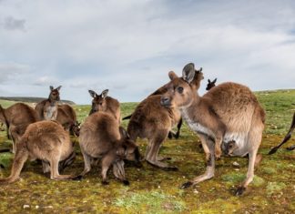 കിഴക്കന് ഓസ്ട്രേലിയ ചരിത്രത്തിലെ തന്നെ ഏറ്റവും വലിയ വരള്ച്ചയിൽ; നാല് വര്ഷത്തിനുള്ളില് ജീവനറ്റത് അന്പത് ലക്ഷം കംഗാരുക്കള്