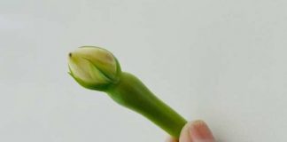 നിത്യ വഴുതന എന്ന് പറയുമ്പോള് നെറ്റി ചുളിക്കേണ്ടതില്ല, നിങ്ങളറിയാത്ത പലതും ഉണ്ട് ഇതില്!