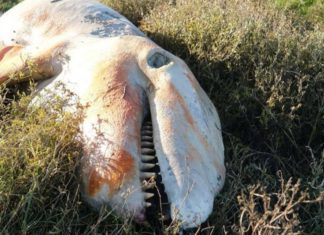 20 വര്ഷത്തിനിടെ ഇതാദ്യം; തീരത്തടിഞ്ഞത് കൊലയാളി തിമിംഗലത്തിന്റെ മൃതശരീരം