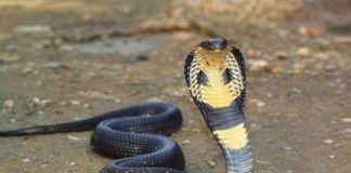 เดธเดฐเตโเดชเตเดช เดตเดฟเดท เดเดฟเดเดฟเดคเตเดธเดฏเดฟเดฒเตโ เดชเตเดคเต เดเดฐเดฟเดคเตเดฐเดฎเดพเดเตเดจเตเดจ เดเดฃเตเดเตเดชเดฟเดเตเดคเตเดคเด เดเตเดเตเดเดฟเดฏเดฟเดฒเต เดธเตเดฅเดพเดชเดจเดคเตเดคเดฟเดฒเตโ