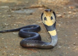 സര്പ്പ വിഷ ചികിത്സയില് പുതു ചരിത്രമാകുന്ന കണ്ടുപിടുത്തം കൊച്ചിയിലെ സ്ഥാപനത്തില്