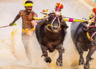 ബോള്ട്ടിന് ചെളിയില് വേഗത്തില് ഓടാനാകില്ല. അതുപോലെ തനിക്ക് ട്രാക്കിലും വേഗത്തില് ഓടാനാകില്ല; ശ്രീനിവാസ ഗൗഡ