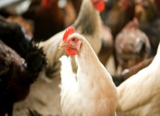 เดชเดเตเดทเดฟเดชเตเดชเดจเดฟ; เด
เดฑเดฟเดเตเดเดฟเดฐเดฟเดเตเดเดพเด เด เดเดพเดฐเตเดฏเดเตเดเตพ