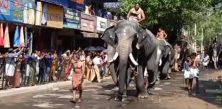 ഗുരുവായൂർ ക്ഷേത്രത്തിലെ ആനയോട്ട മത്സരത്തിൽ കൊമ്പൻ ഗോപീ കണ്ണൻ ഒന്നാം സ്ഥാനം നേടി