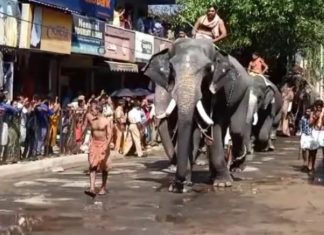ഗുരുവായൂർ ക്ഷേത്രത്തിലെ ആനയോട്ട മത്സരത്തിൽ കൊമ്പൻ ഗോപീ കണ്ണൻ ഒന്നാം സ്ഥാനം നേടി