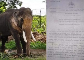 ആനകളെ വളര്ത്തുമൃഗങ്ങളുടെ ഗണത്തില് ഉള്പ്പെടുത്തി; കൊവിഡ് കാലത്ത് വളര്ത്തുമൃഗങ്ങളുടെ പരിപാലനത്തിന് 5 കോടി രൂപ