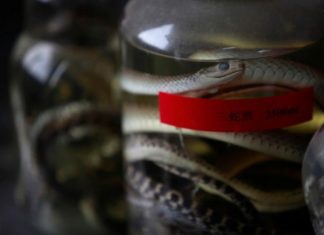 കൊവിഡ്-19; ചൈനയില് പാമ്പുകളുടെ കച്ചവടത്തില് കാര്യമായ ഇടിവ്