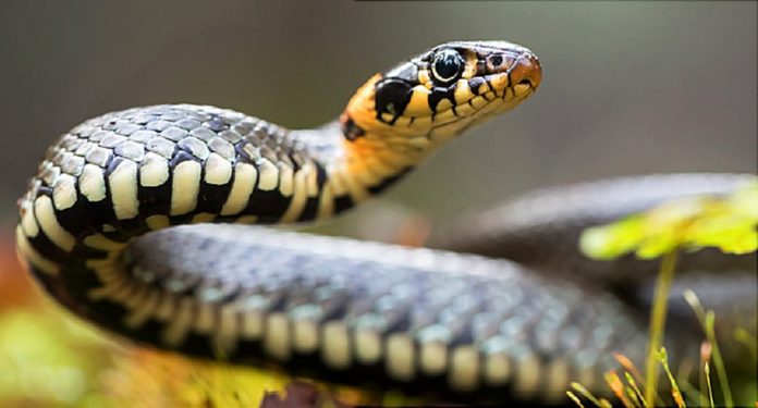 650x350_snakebites_what_you_need_to_know_slideshow_1024_551