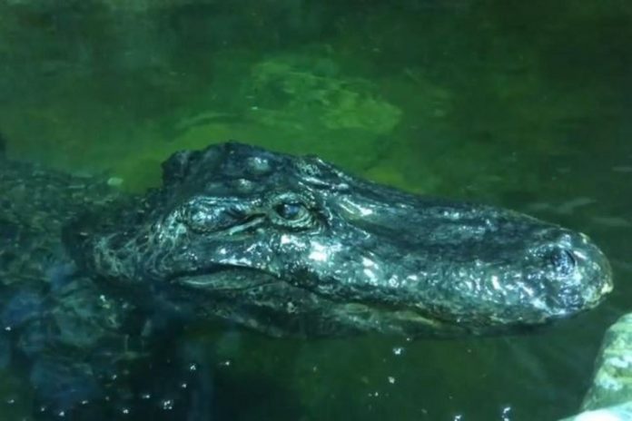 World-War-2-bombing-survivor-alligator-dies-in-Moscow-Zoo_1024_682