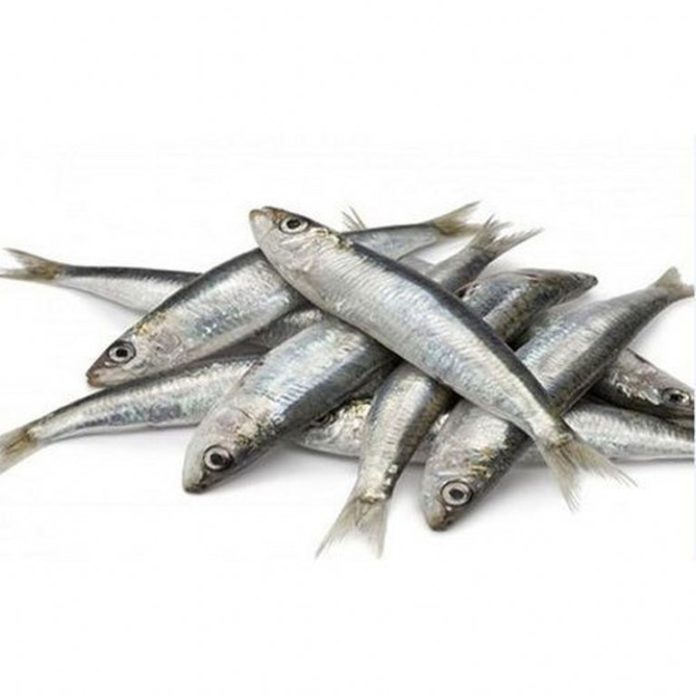 sardine-sea-fish-500x500_768_768