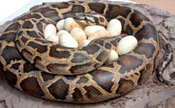 36 പെരുമ്പാമ്പിന്റെ മുട്ടകൾ വിരിയാൻ നിർത്തിവച്ചത് കോടികളുടെ വൻ പ്രോജക്റ്റ്