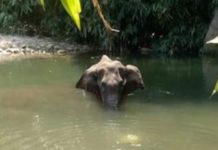 സ്പോടക വസ്തുക്കള് നിറച്ച പൈനാപ്പിള് ഭക്ഷിച്ച് ഗര്ഭിണിയായ കാട്ടാനയ്ക്ക് ദാരുണാന്ത്യം