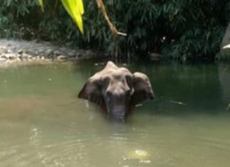 സ്പോടക വസ്തുക്കള് നിറച്ച പൈനാപ്പിള് ഭക്ഷിച്ച് ഗര്ഭിണിയായ കാട്ടാനയ്ക്ക് ദാരുണാന്ത്യം