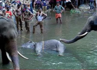 ഗര്ഭിണിയായ ആന കൊല്ലപ്പെട്ടതിനു പിന്നാലെ സംസ്ഥാനത്ത് സമാന രീതിയില് മറ്റൊരാനയും കൊല്ലപ്പെട്ടതായി റിപ്പോര്ട്ട്