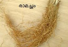 അറിഞ്ഞിരിക്കാം രാമച്ചതിന്റെ ഗുണങ്ങൾ