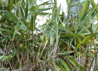 എല്ലാ വാതവ്യാധികൾക്കും ഉത്തമം ചിറ്റരത്ത