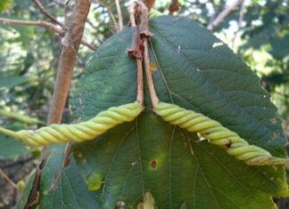 ഇടമ്പിരി വലമ്പിരി