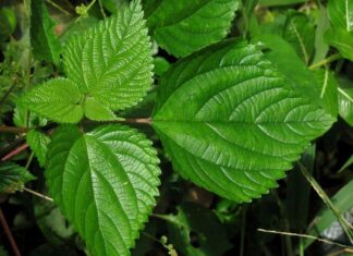 കൊടുത്തൂവ നിങ്ങളുടെ വീട്ടു പരിസരത്തോ പറമ്പിലോ ഉണ്ടെങ്കില് അറിഞ്ഞിരിക്കേണം ഈ കാര്യങ്ങൾ