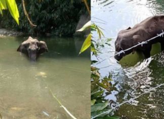വായ തകര്ന്ന് ആന ചരിഞ്ഞ സംഭവത്തില് ഒരാള് അറസ്റ്റില്