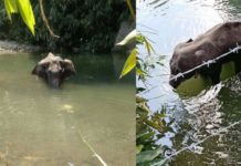സ്ഫോടക വസ്തു നിറച്ച പൈനാപ്പിള് കഴിച്ച് ആന ചെരിഞ്ഞ സംഭവത്തില് പ്രതികളെക്കുറിച്ചു സൂചന ലഭിച്ചതായി വനം വകുപ്പ്