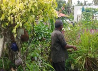 നാല് സെന്റ് ഭൂമിയിൽ കാടൊരുക്കിയ തിരുവനന്തപുരം സ്വദേശി
