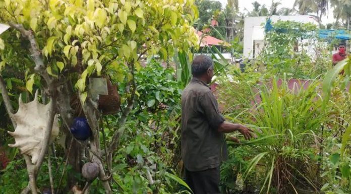 നാല് സെന്റ് ഭൂമിയിൽ കാടൊരുക്കിയ തിരുവനന്തപുരം സ്വദേശി