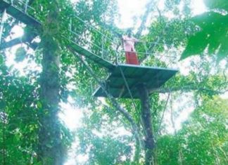 അഞ്ചു തേൻവരിക്കപ്ലാവിനെയും കോർത്തിണക്കി നടപ്പാലം പണിത് തന്റെ എൻജിനീയറിങ്ങിൽ മികവ് കാണിച്ച് ജോണി ചെക്കാല