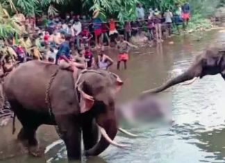 ഗര്ഭിണിയായ കാട്ടാന കൊല്ലപ്പെട്ട സംഭവത്തില് രണ്ടു പേര് കസ്റ്റഡിയില്