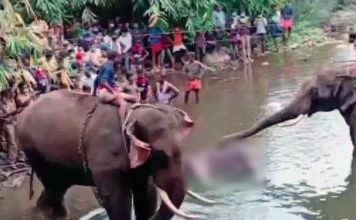 ഗര്ഭിണിയായ കാട്ടാന കൊല്ലപ്പെട്ട സംഭവത്തില് രണ്ടു പേര് കസ്റ്റഡിയില്