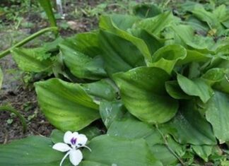 കച്ചോലത്തിന് ഗുണങ്ങള് ഏറെ!