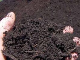 കോഴി കാഷ്ടം എങ്ങനെ നമ്മുടെ കൃഷി ക്ക് ഉപകാരപ്രദം ആയ വളം ആക്കാം എന്ന് നോക്കാം