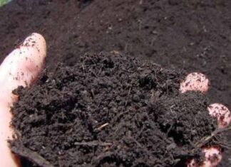 കോഴി കാഷ്ടം എങ്ങനെ നമ്മുടെ കൃഷി ക്ക് ഉപകാരപ്രദം ആയ വളം ആക്കാം എന്ന് നോക്കാം