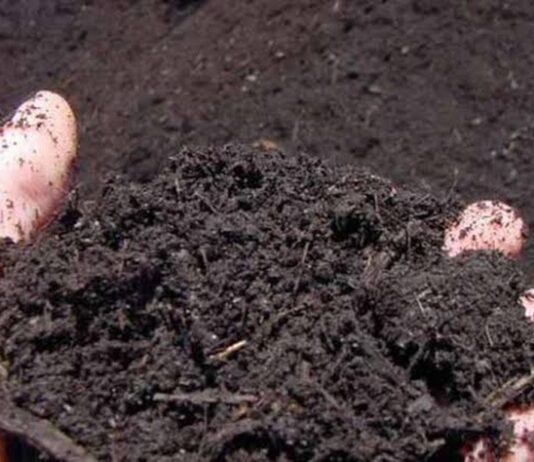 കോഴി കാഷ്ടം എങ്ങനെ നമ്മുടെ കൃഷി ക്ക് ഉപകാരപ്രദം ആയ വളം ആക്കാം എന്ന് നോക്കാം