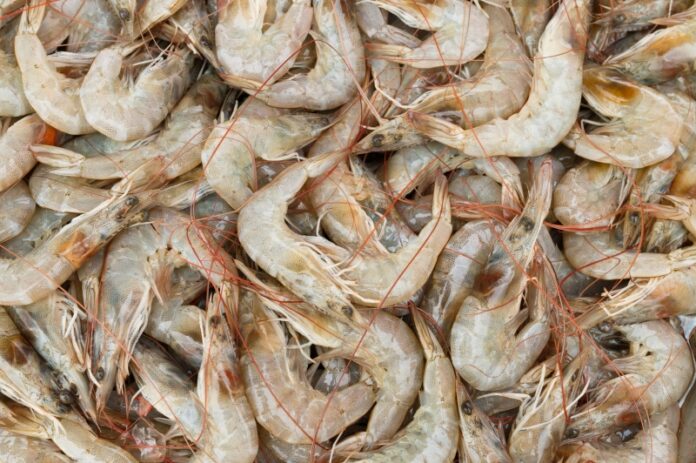 Scientists-make-grocery-bags-out-of-shrimp-shells