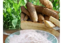 കാർഷികഅറിവുകൾ; കൂവ