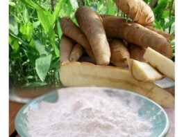 കാർഷികഅറിവുകൾ; കൂവ