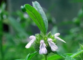 เดฆเดนเดจ เดธเดเดฌเดจเตเดงเดฎเดพเดฏ เดชเตเดฐเดถเตโเดจเดเตเดเดณเตโเดเตเดเต เดชเดฐเดฟเดนเดพเดฐเด เดคเตเดฎเตเดชเดชเตเดชเต