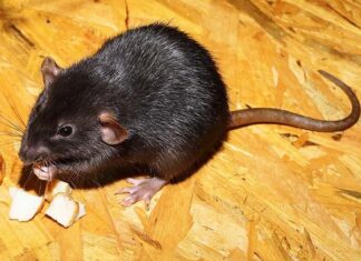 ബ്യുബോണിക് പ്ലേഗ്; ലോകത്തെ ഭയപ്പെടുത്തുന്ന മറ്റൊരു മഹാമാരി; അറിഞ്ഞിരിക്കാം ഈ കാര്യങ്ങൾ