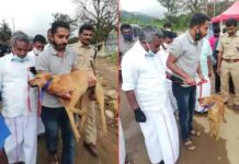 പെട്ടിമുടി ദുരന്ത ഭൂമിയിൽ നിന്ന് കളിക്കൂട്ടുകാരി ധനുഷ്കയുടെ മൃതദേഹം കണ്ടെത്തിയ കുവി എന്ന വളർത്തു നായ ഇനി പൊലീസിലേക്ക്